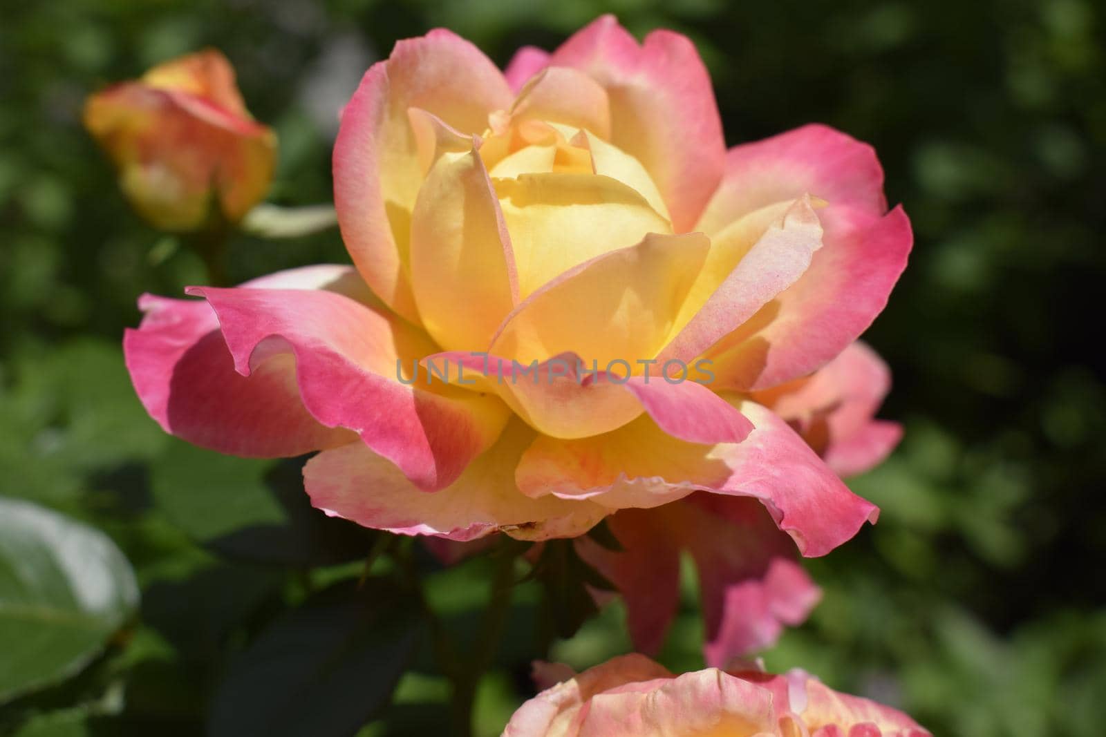 Multicolour roses with amazing combination og red, yellow ,orange and pink by NatalyArt
