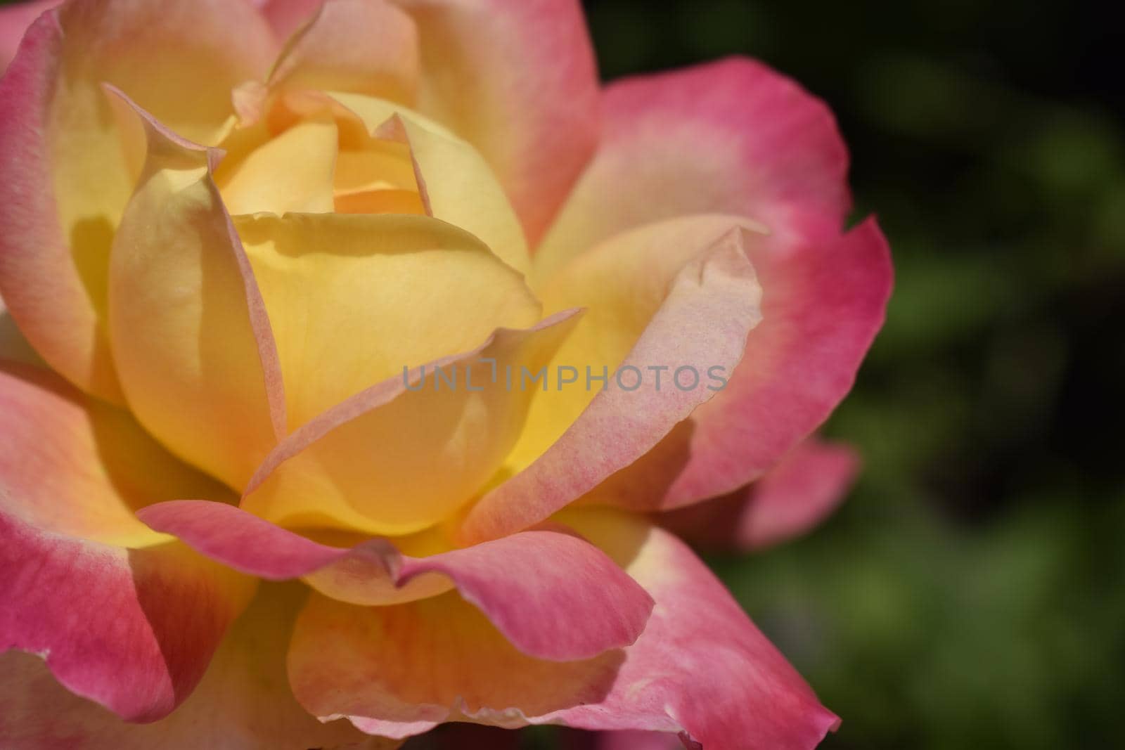 A Plant with colour changing roses. Multicolour roses with amazing combination og red, yellow ,orange and pink looks like bright light in it. Natural beauty and glow on green garden outdoor