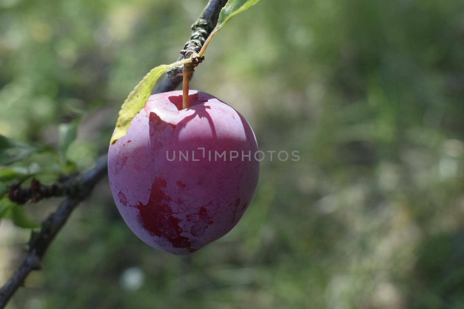 Plum tree with fruit. Closeup of delicious ripe plums on tree branch in garden. Red plum fruits on branch with green leaves growing in the garden.