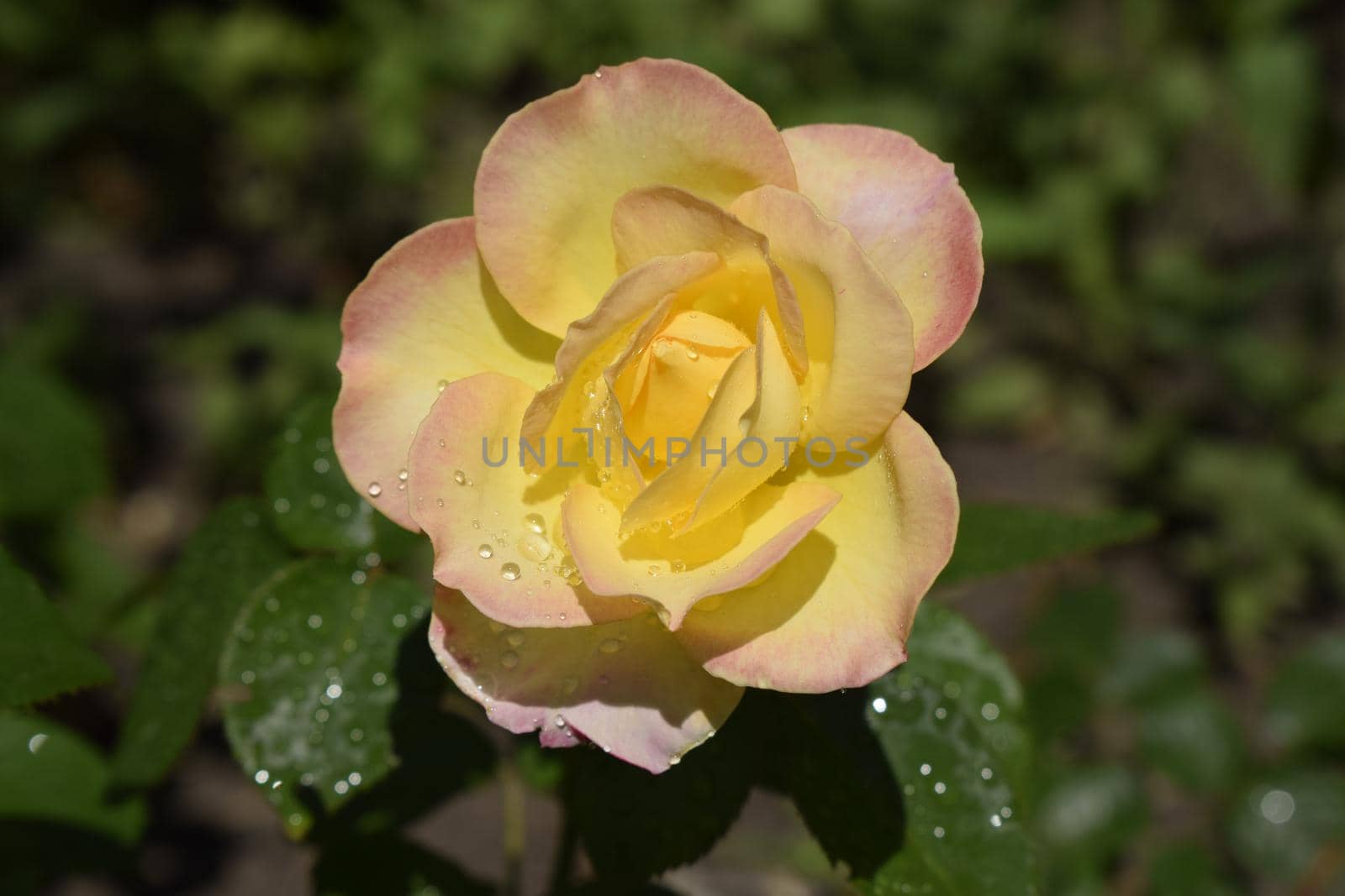 Colour changing rose with drops of dew. by NatalyArt