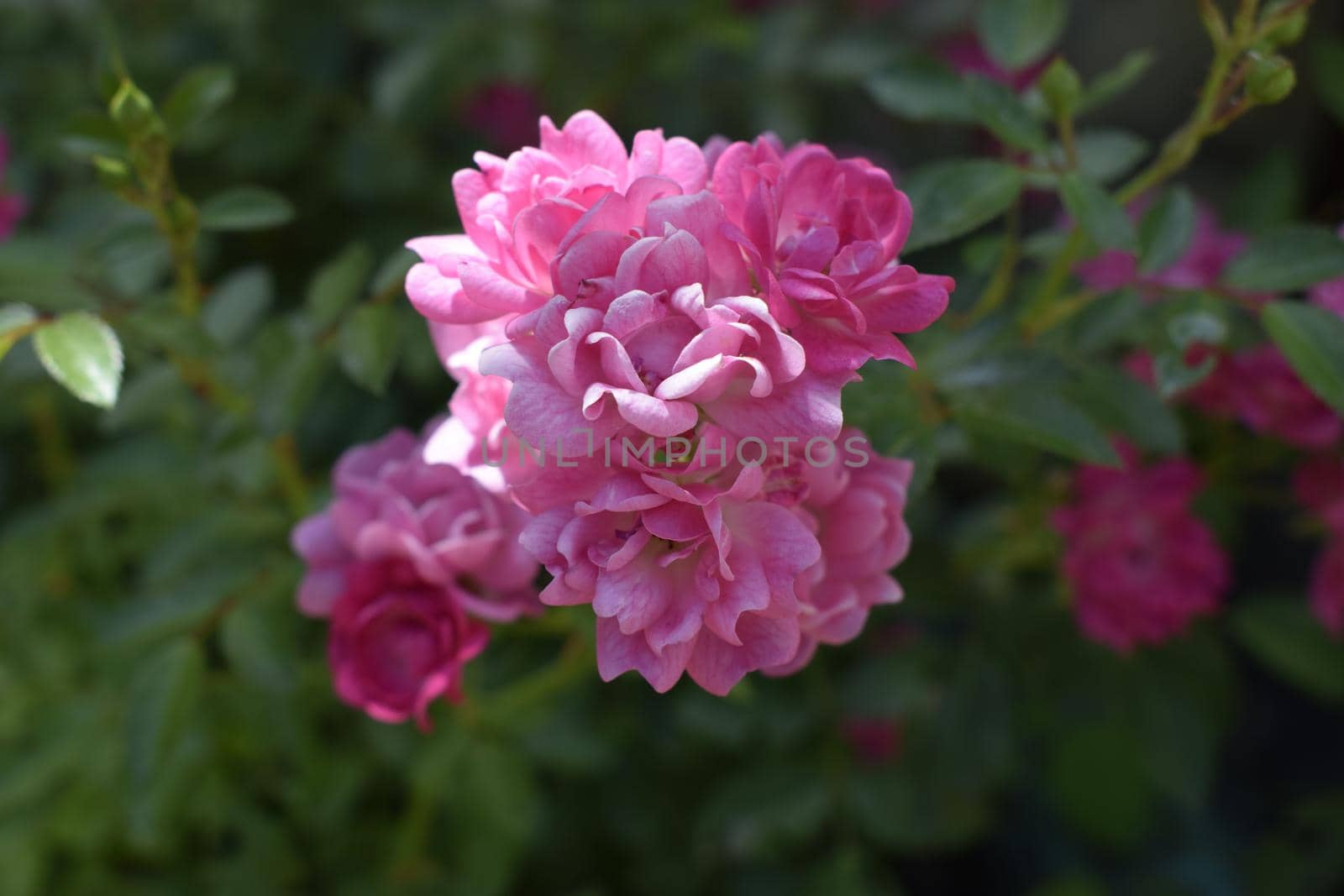 Wet pink roses with drops of dew. Outdoor background by NatalyArt