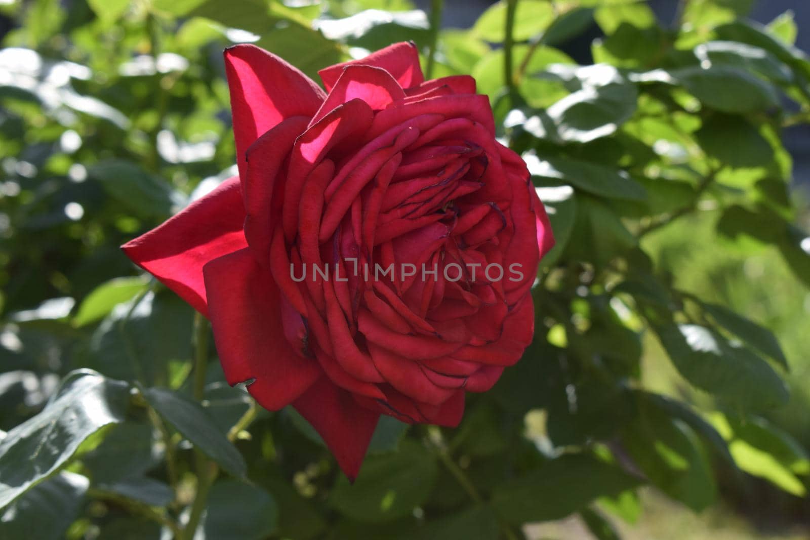 Red rose on a beautiful blurred background. by NatalyArt