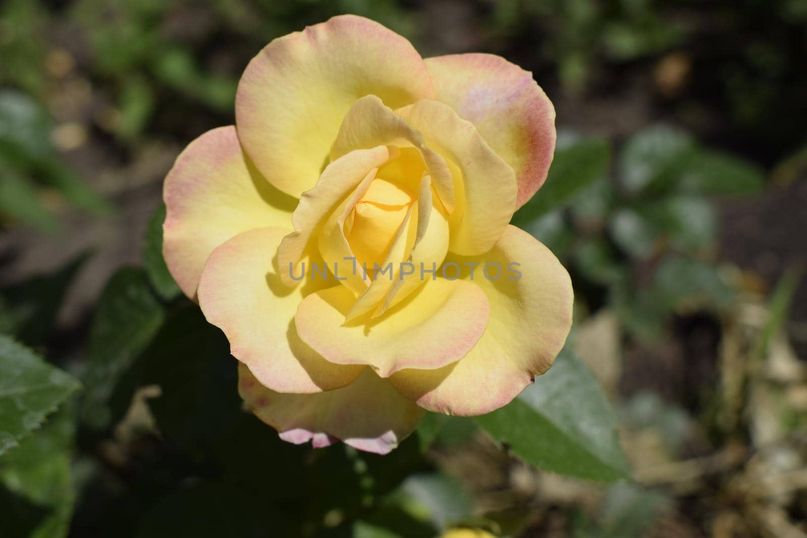 A Plant with colour changing roses. Multicolour roses with amazing combination og red, yellow ,orange and pink looks like bright light in it. Natural beauty and glow on green garden outdoor