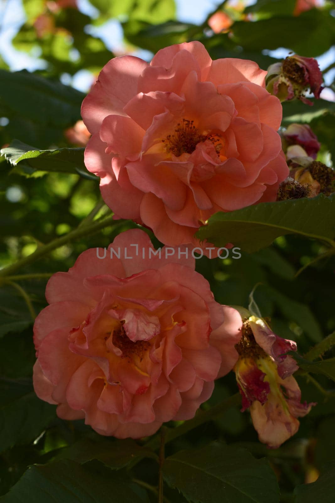 Bush Pink rose on a blurry dark green leafy background in the garden