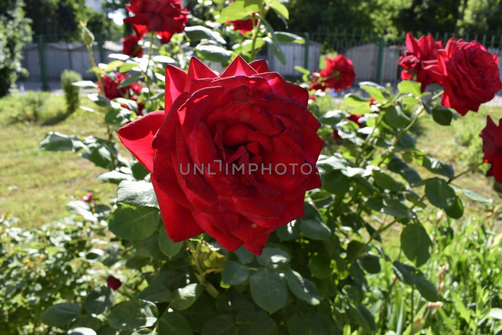 Red rose on a beautiful blurred background.