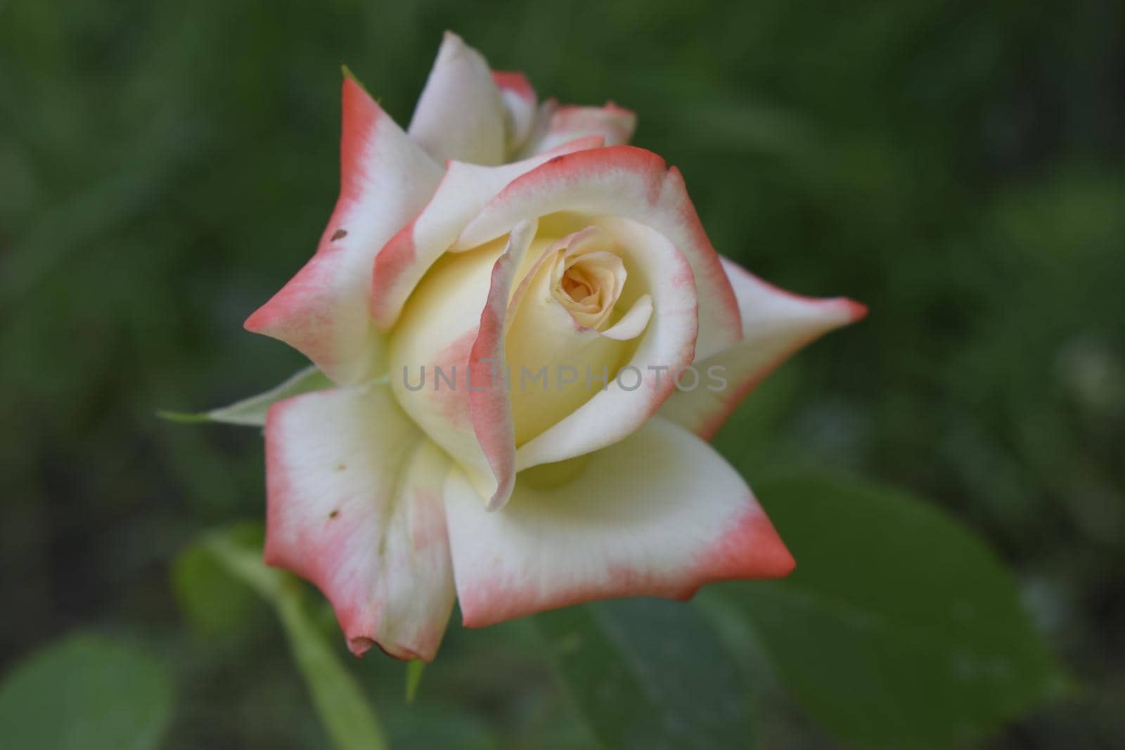 Beautiful red and white rose Bush in the summer garden