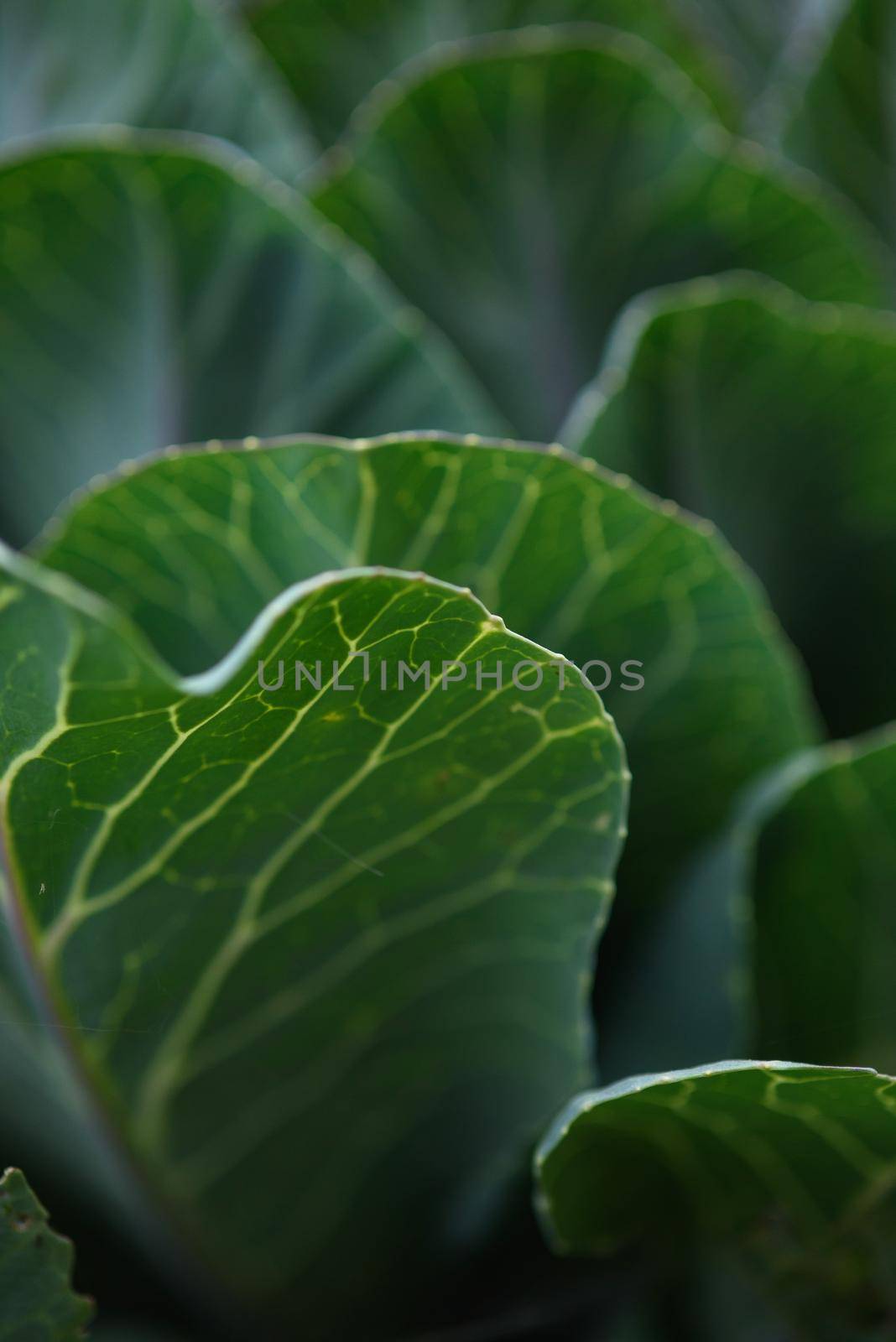 Close up background. Green leaf of cabbage in the backlight with streaks and holes eaten by insects.