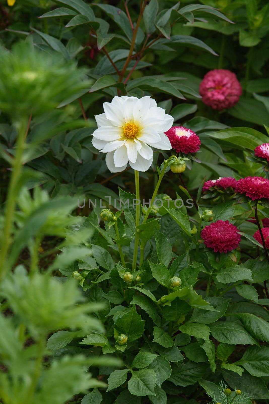 A dahlia flower in close-up on a flower bed among zinnias.