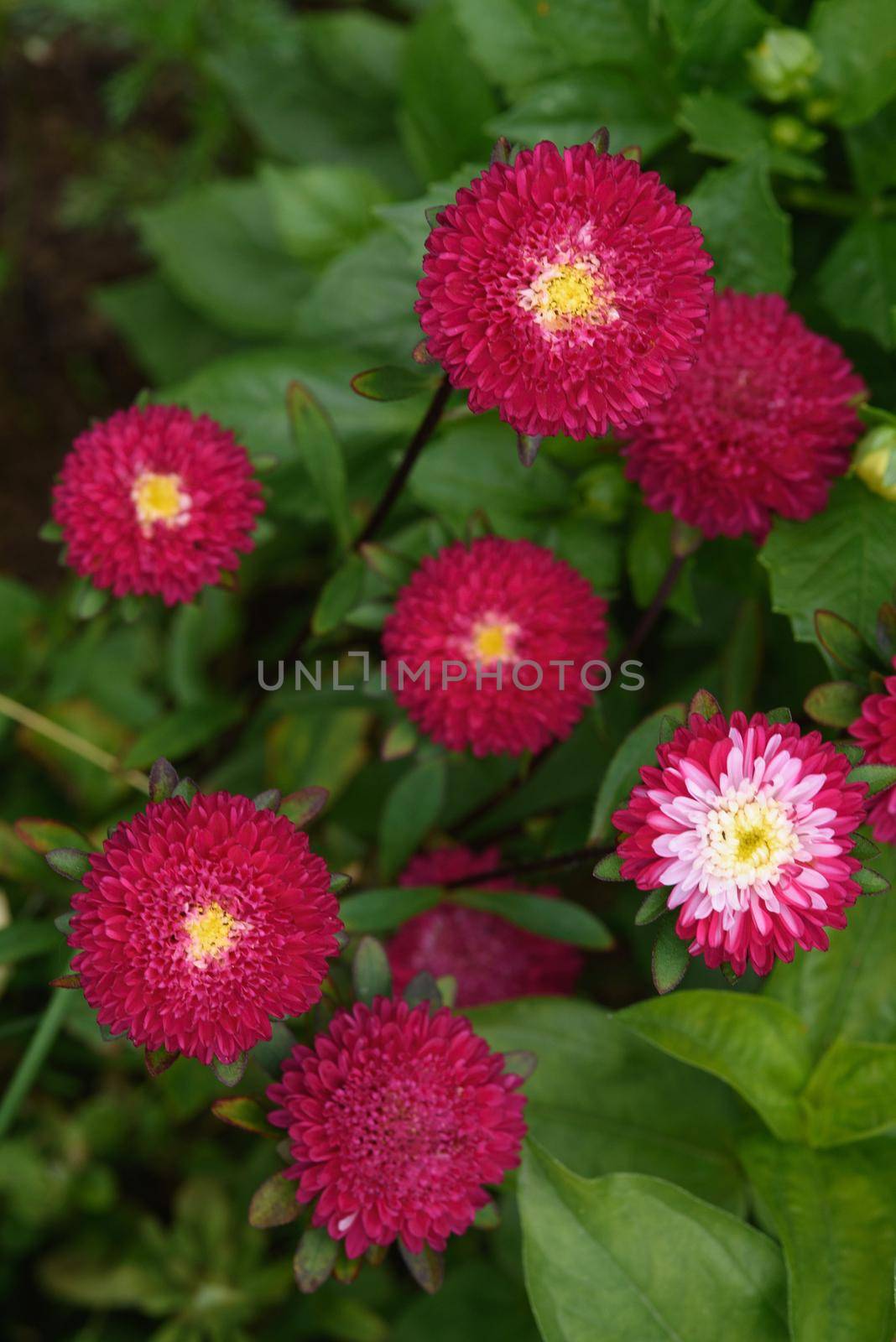 A flower bed with zinnias in the garden at the end of summer.