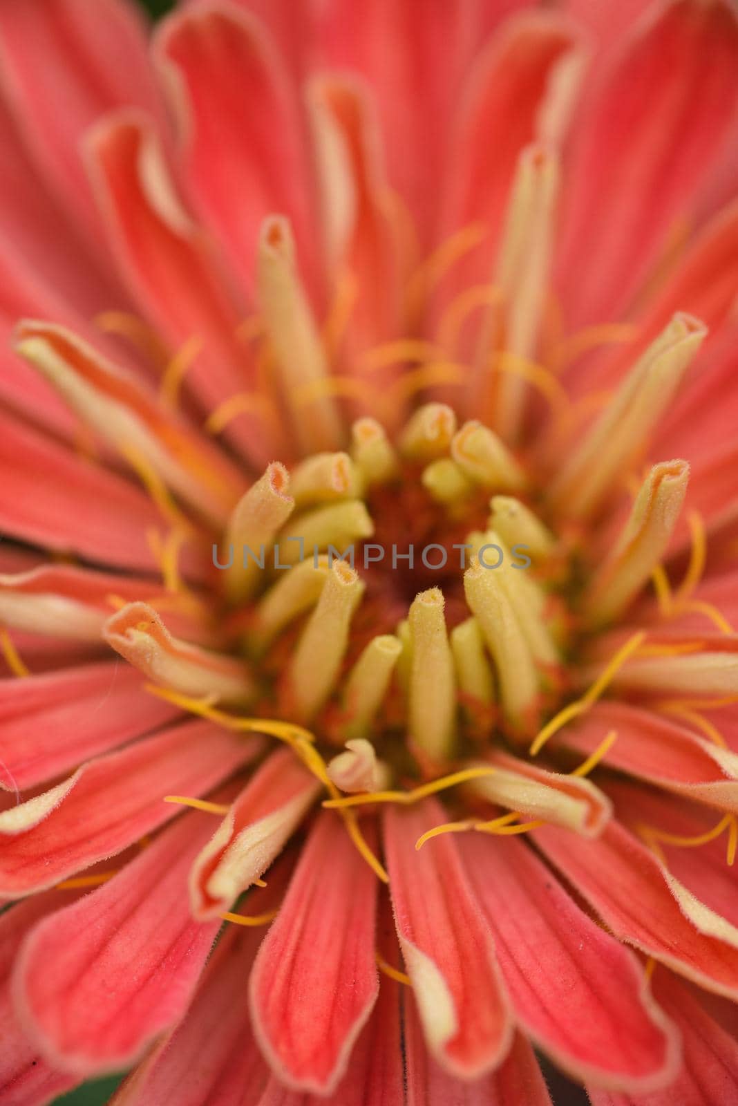 A flower bud of zinnia close-up in the garden at the end of summer.