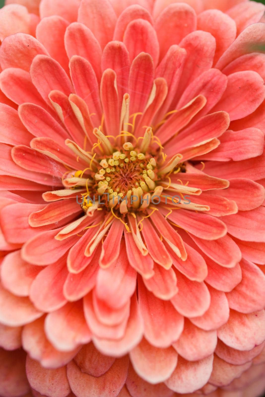 A flower bud of zinnia close-up in the garden at the end of summer.