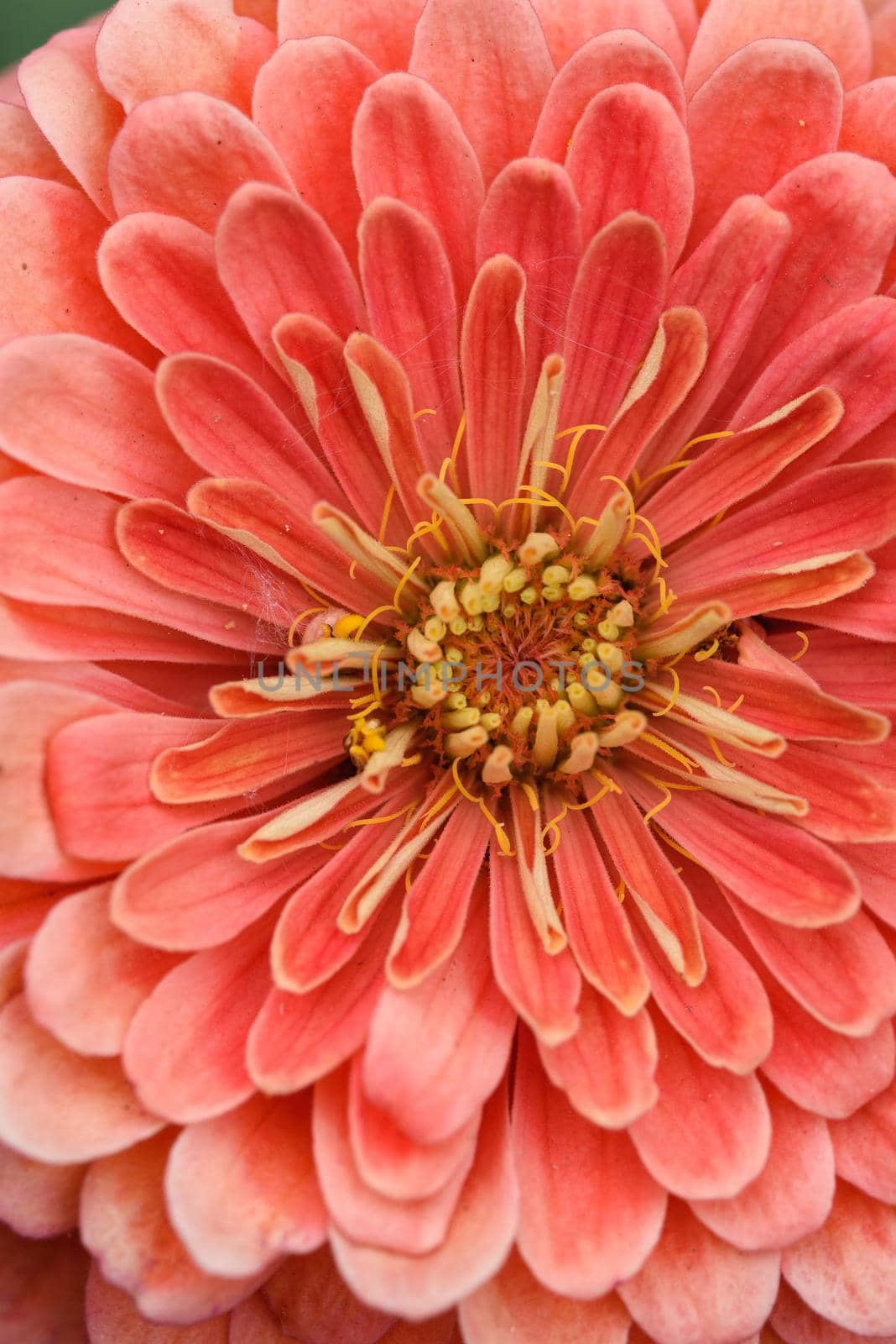 A flower bud of zinnia close-up in the garden at the end of summer.