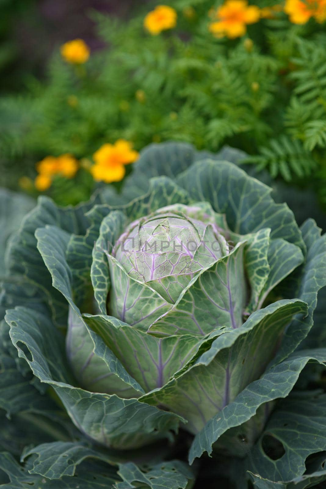 Agricultural industry. Cabbage head in the garden close-up.