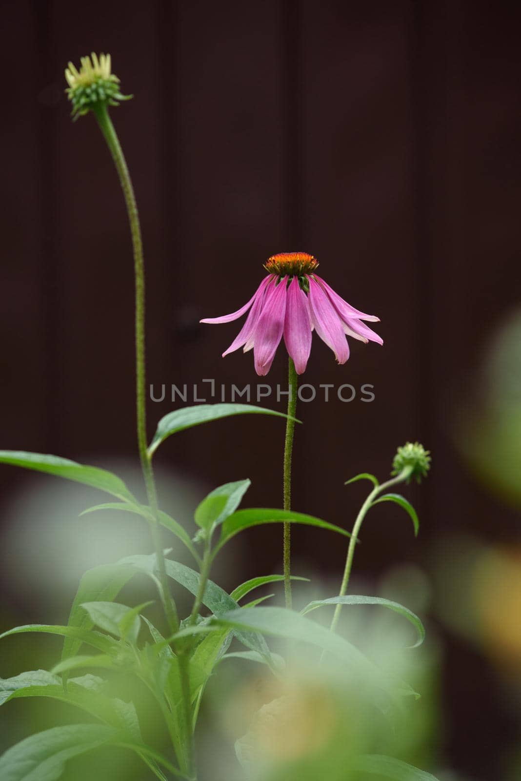 A close-up of an echinacea flower on a flower bed in the garden.