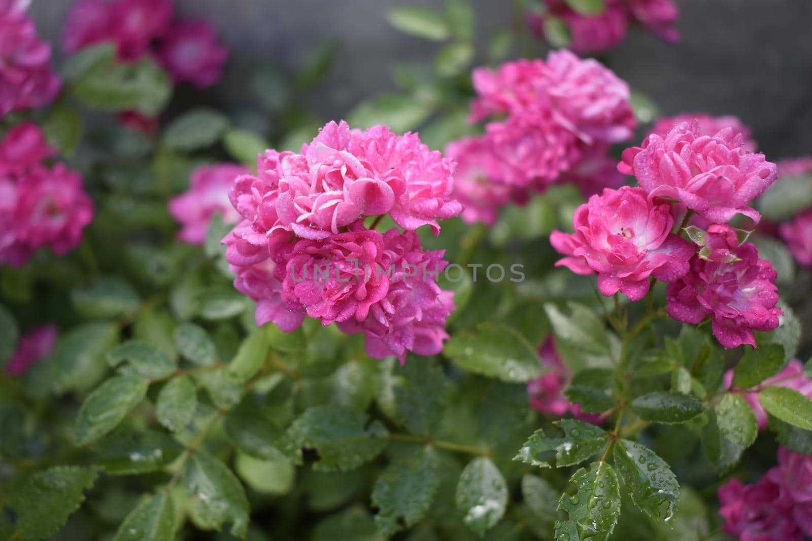 Wet pink roses with drops of dew. Outdoor background by NatalyArt