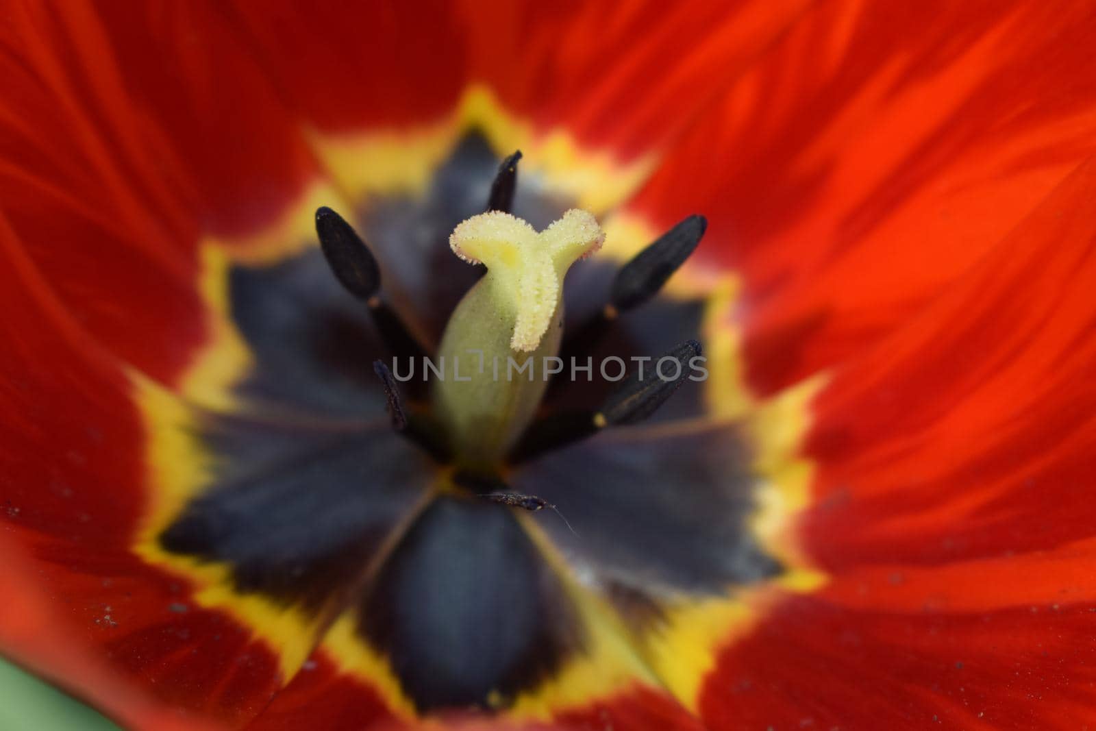 Petals of red tulips. Tulip macro close up. Tulip core. Red and yellow tulip with blurred corders and focus on center