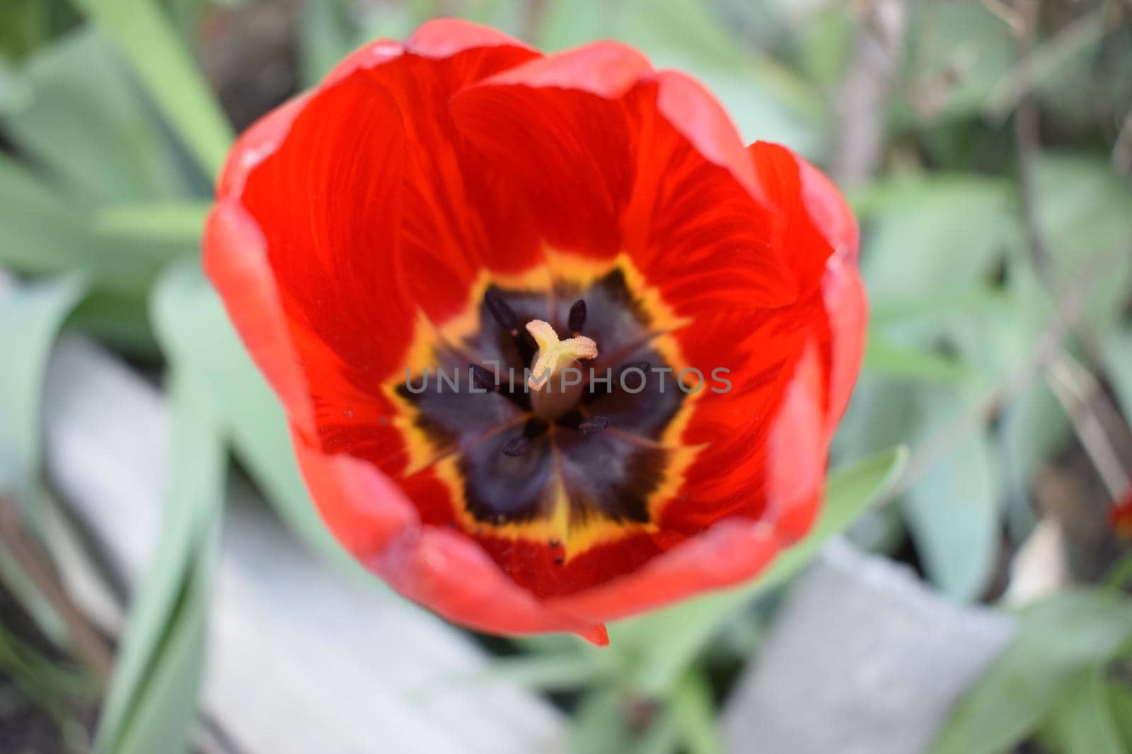 One red flower of tulip in green grass under bright sunlight at summer, green background, nature closeup, macro wallpaper. Colorful red tulip. Close-up image of red flower blooming