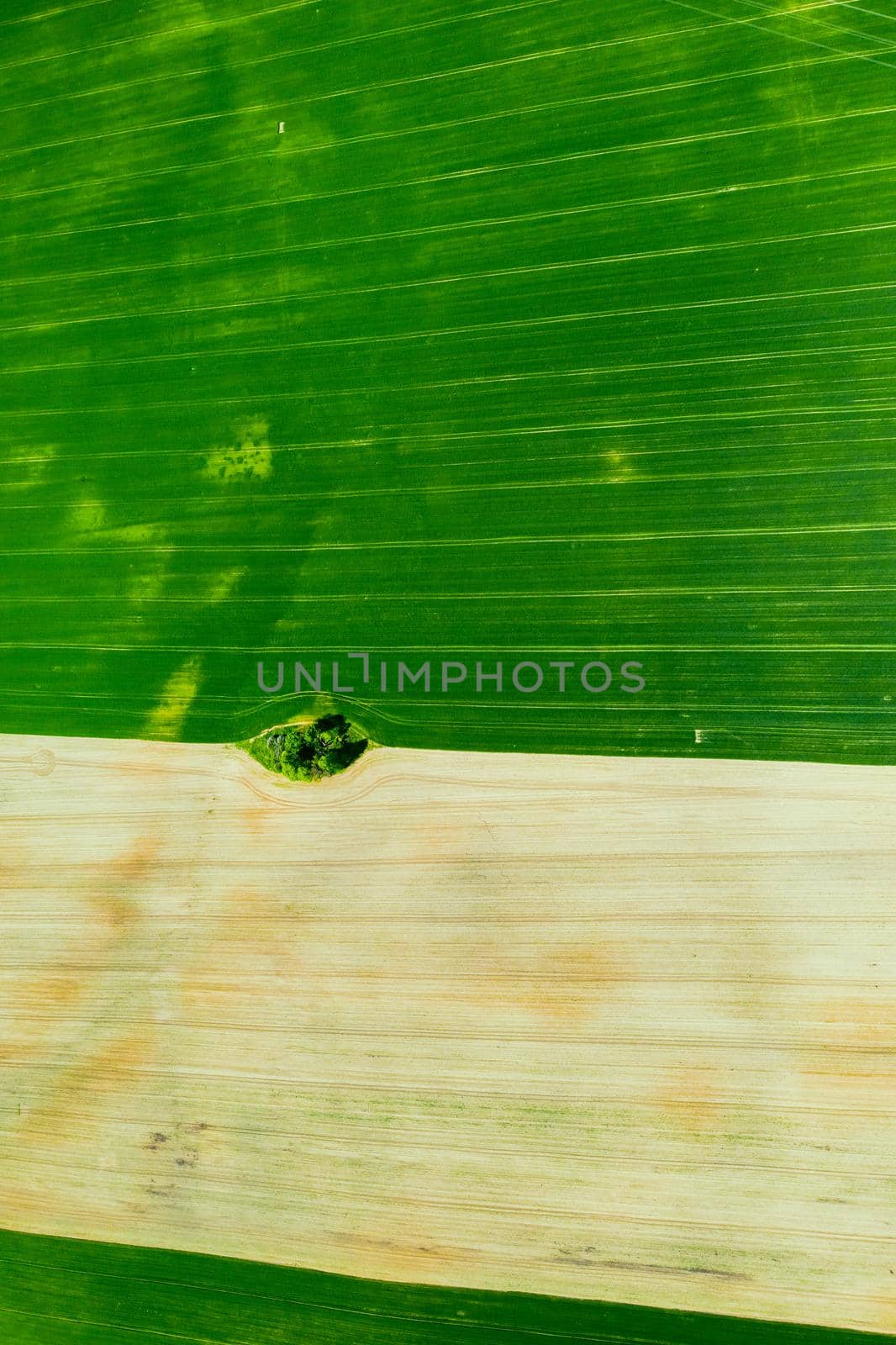 Top view of a Sown green and gray field in Belarus.Agriculture in Belarus.Texture