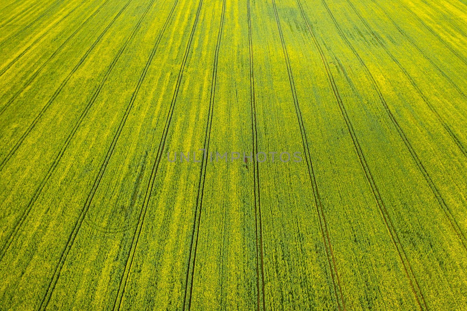 Top view of the sown green in Belarus.Agriculture in Belarus.Texture.