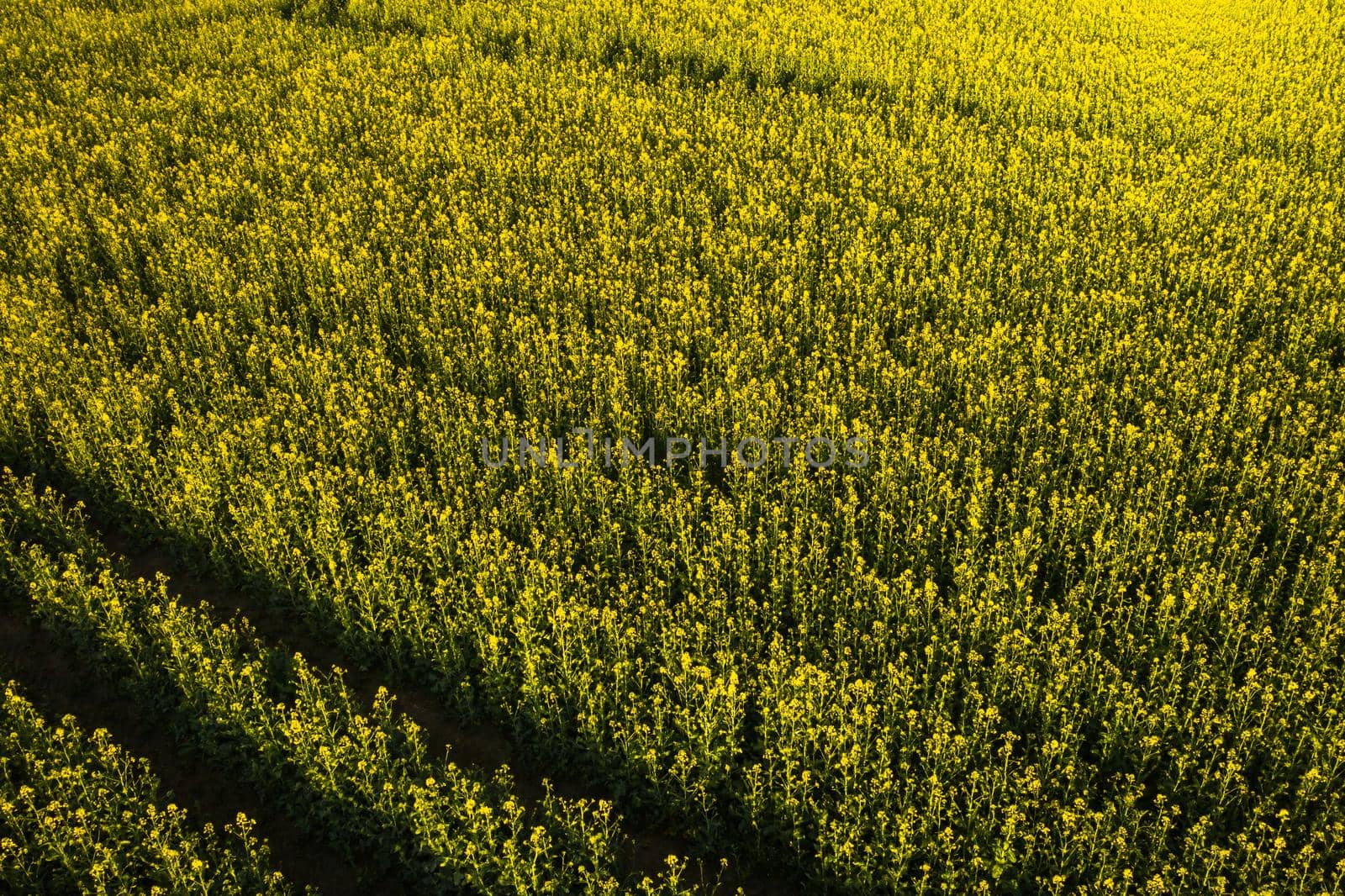 top view of a yellow rapeseed field after rain in Belarus, an agricultural area.The concept of development of the agricultural sector.