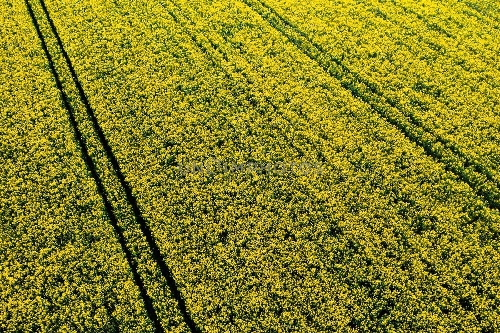 top view of a yellow rapeseed field in Belarus, an Agricultural area. aerial photography. Spring Wallpaper. The concept of development of the agricultural sector