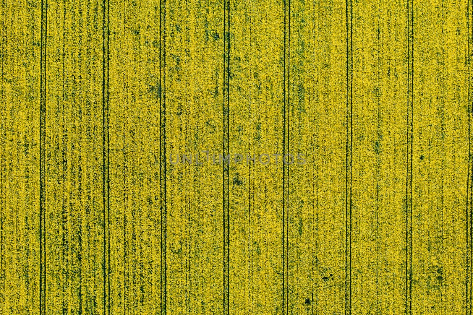 top view of a yellow rapeseed field in Belarus, an Agricultural area. aerial photography. Spring Wallpaper. The concept of development of the agricultural sector