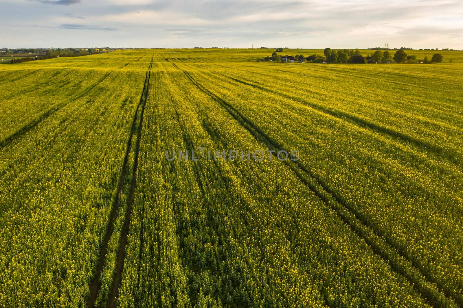 top view of a yellow rapeseed field after rain in Belarus, an agricultural area.The concept of development of the agricultural sector.