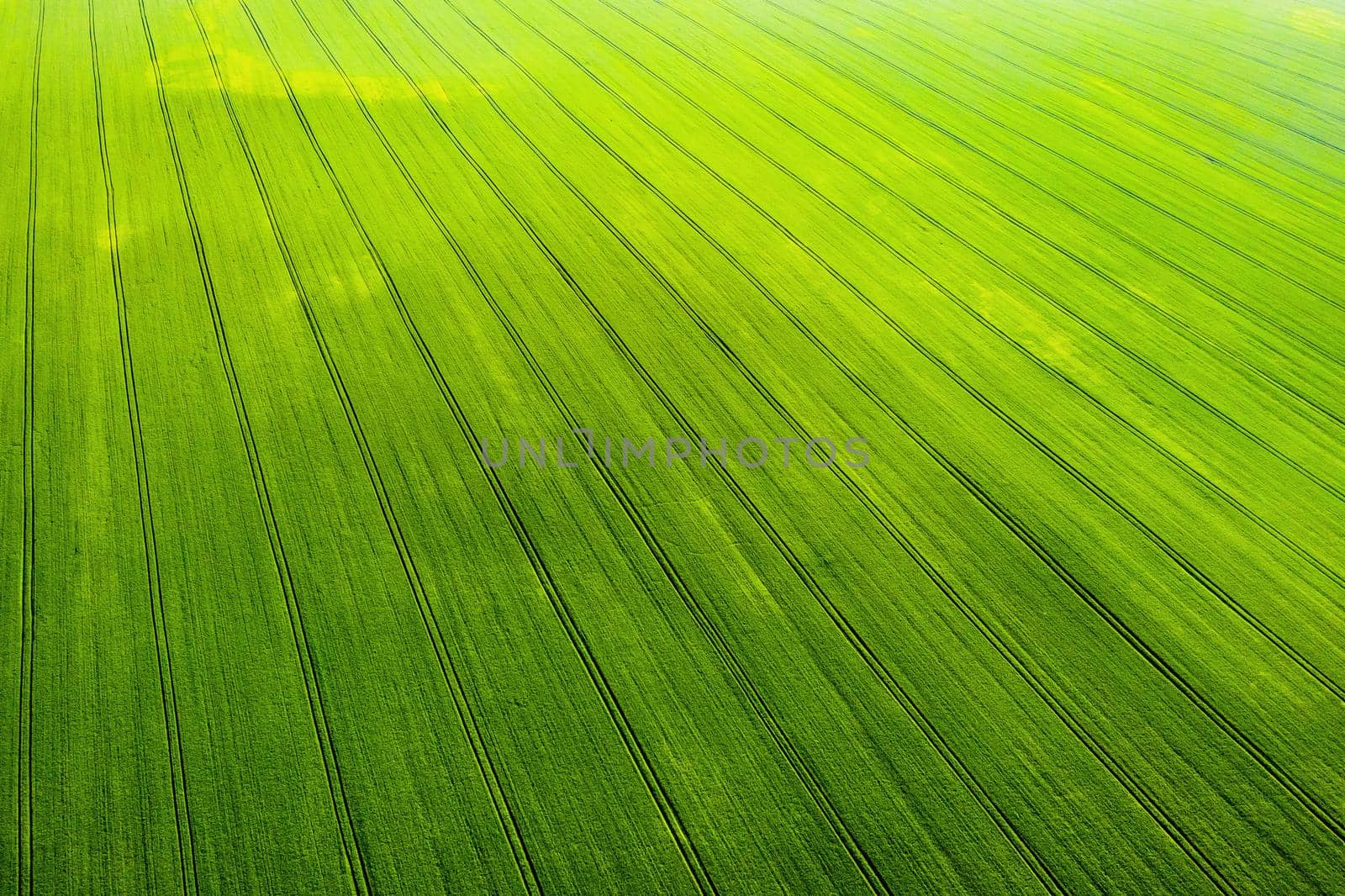 Top view of a Sown green and gray field in Belarus.Agriculture in Belarus.Texture. by Lobachad