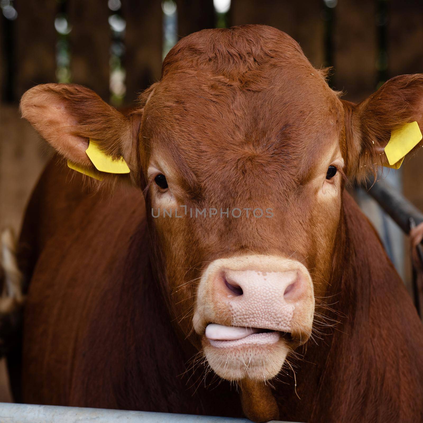 portrait of a red cow in the paddock on the farm