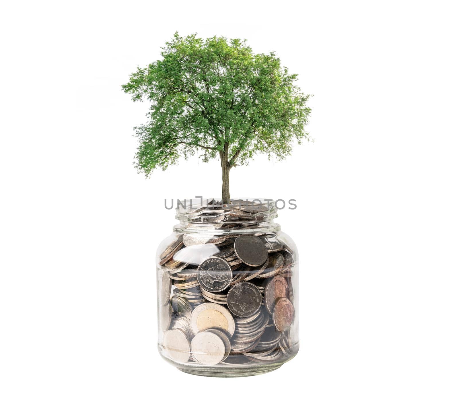 Tree on save money coins in grass jar, Growth business finance saving investment concept. by pamai