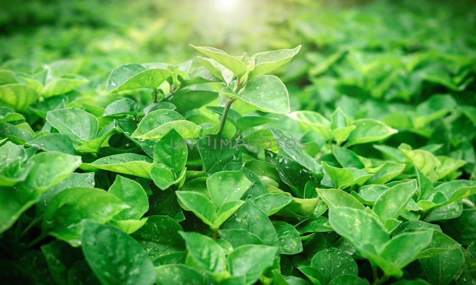 Selective focus of green laves of plant with beautiful sunlight, abstract background texture and nature concepts. by wattanaphob