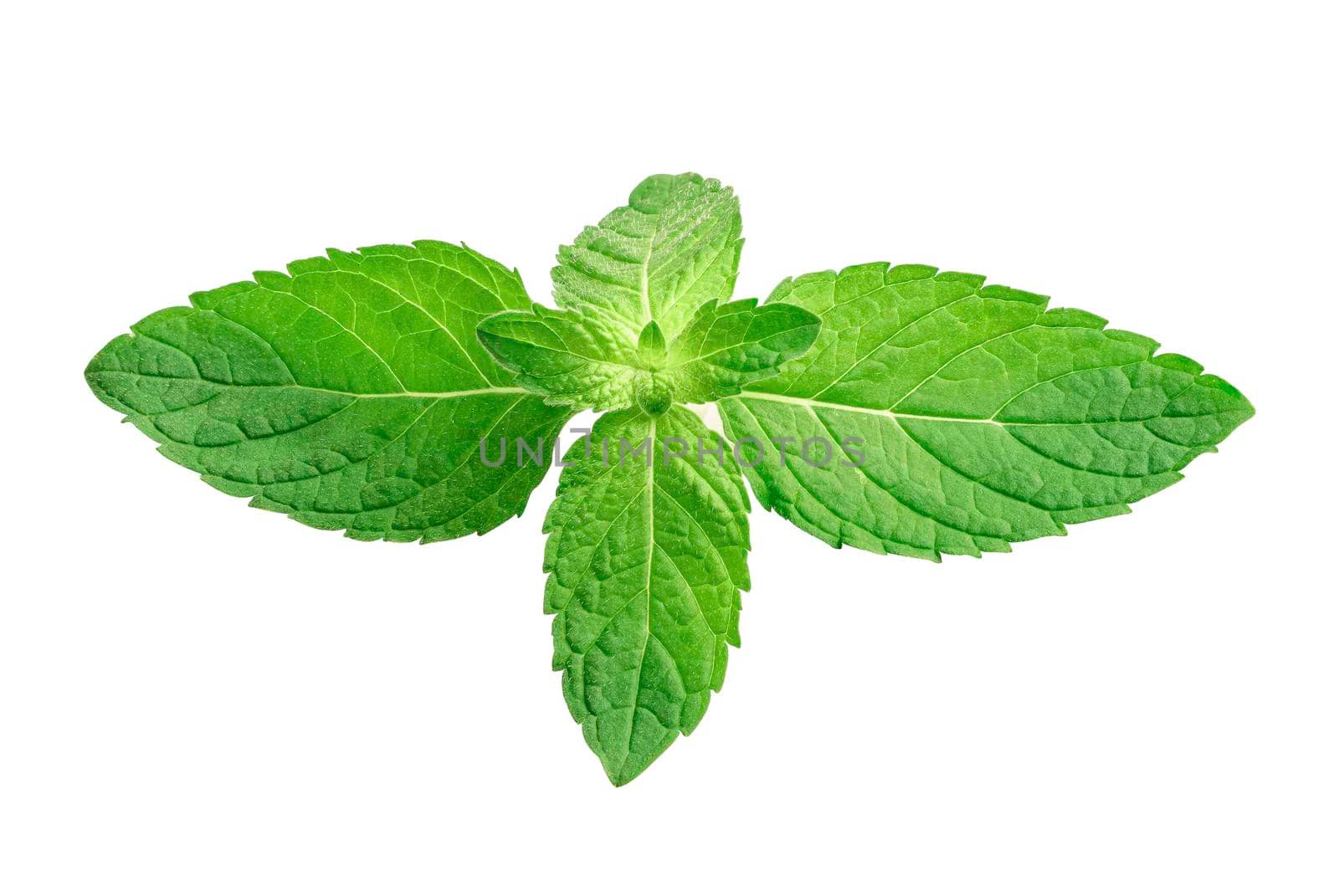 Mint leaf, Fresh raw Peppermint leaf isolated on white background. by pamai