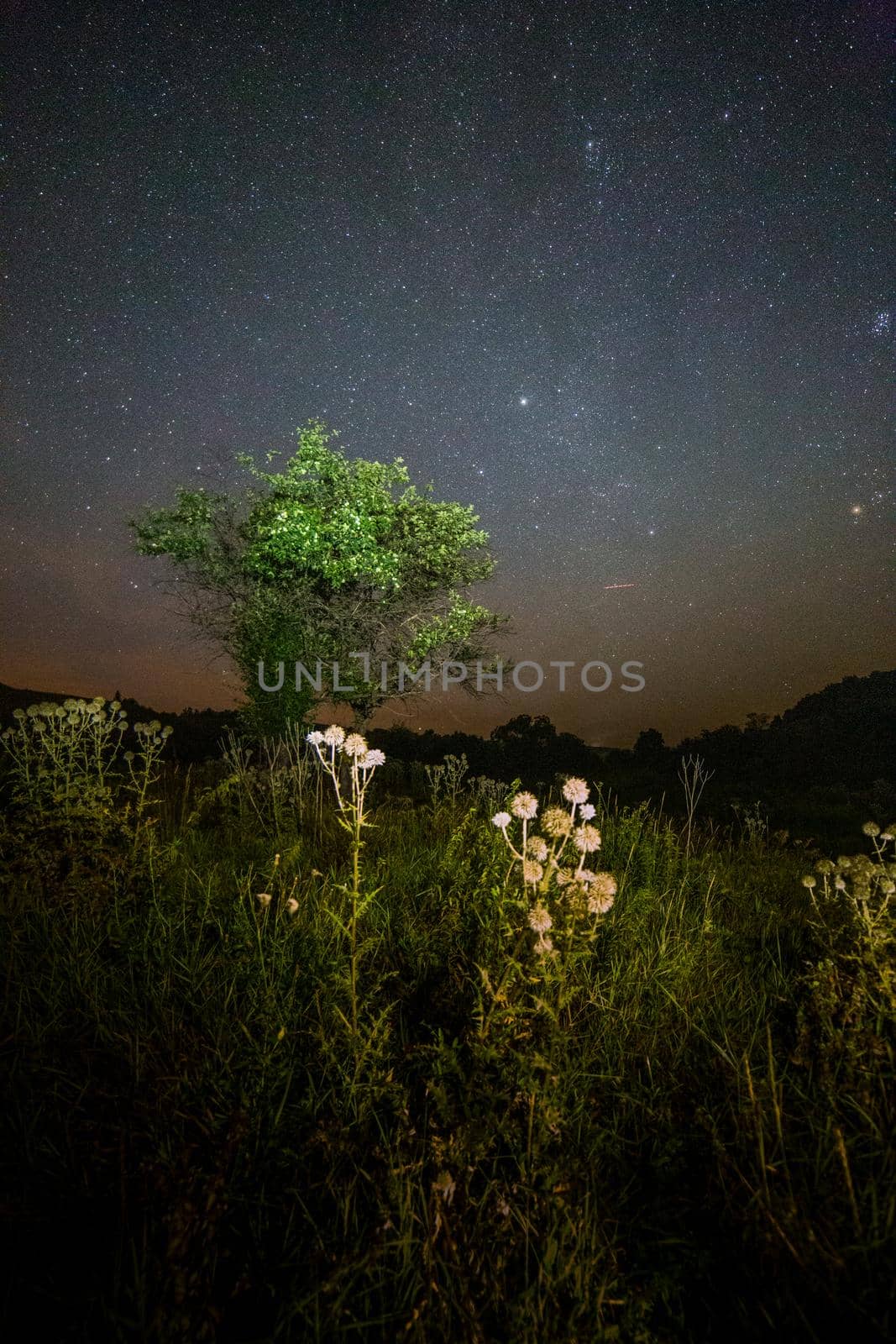 bunch thistle spike balls and small tree on starry summer night night background with selective focus
