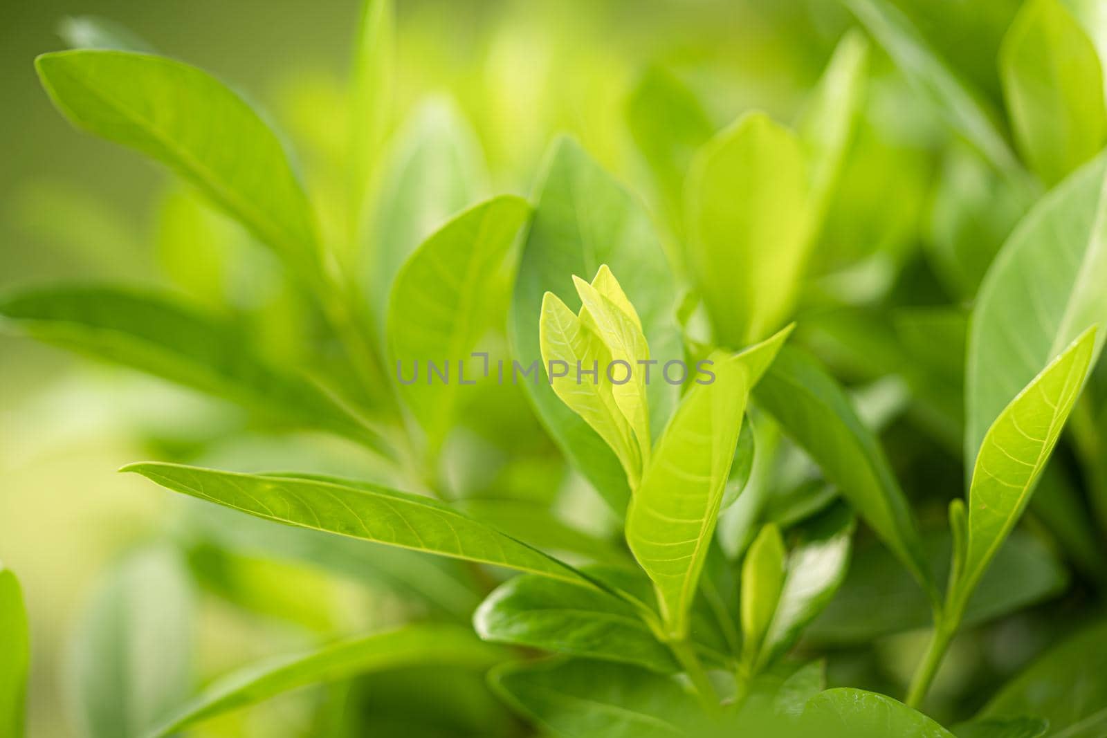 Nature green tree fresh leaf on beautiful blurred soft bokeh sunlight spring summer vintage background with free copy space for greeting card or environment cover page, template, web banner and header. by pamai