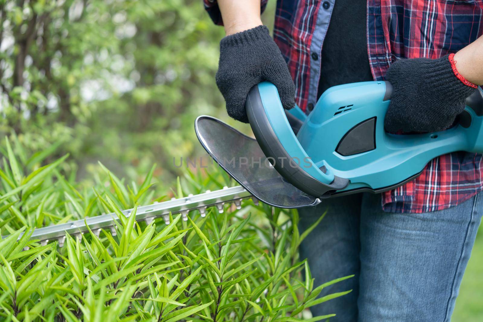 Gardener holding electric hedge trimmer to cut the treetop in garden. by pamai