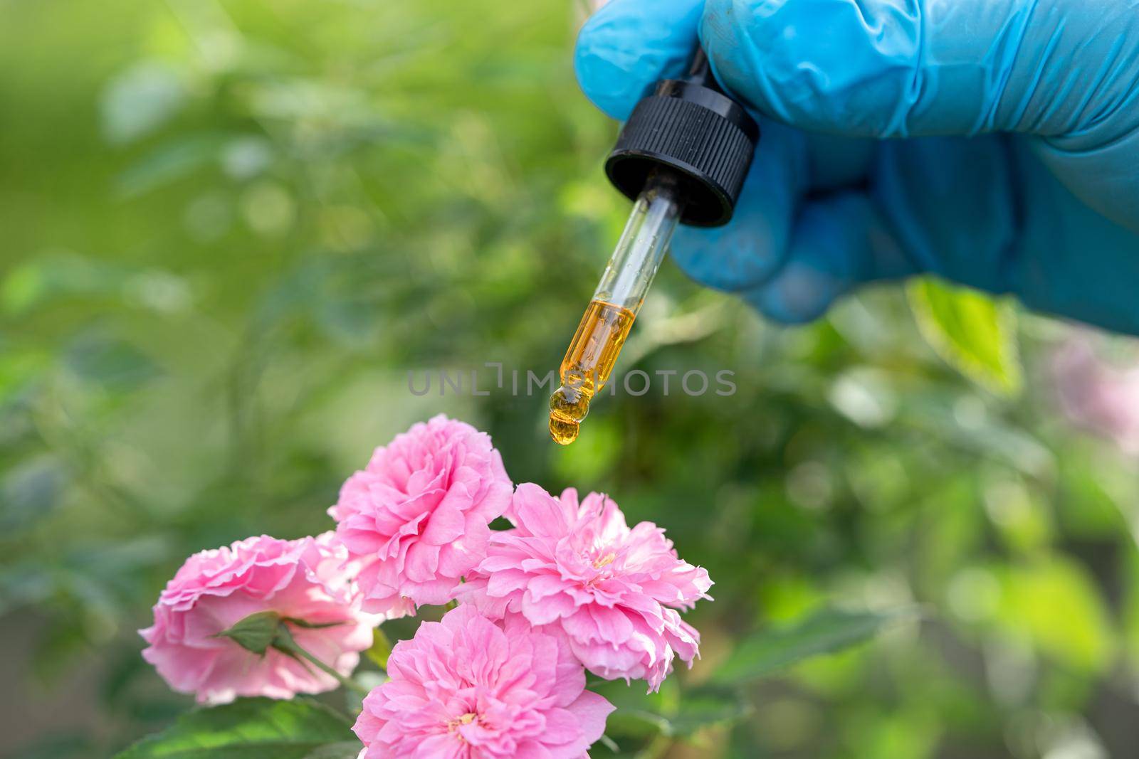 Scientists doctor holding bottle of rose herb oil plant for skin and perfume product, droplet dosing, biology and ecology alternative nature medicine.