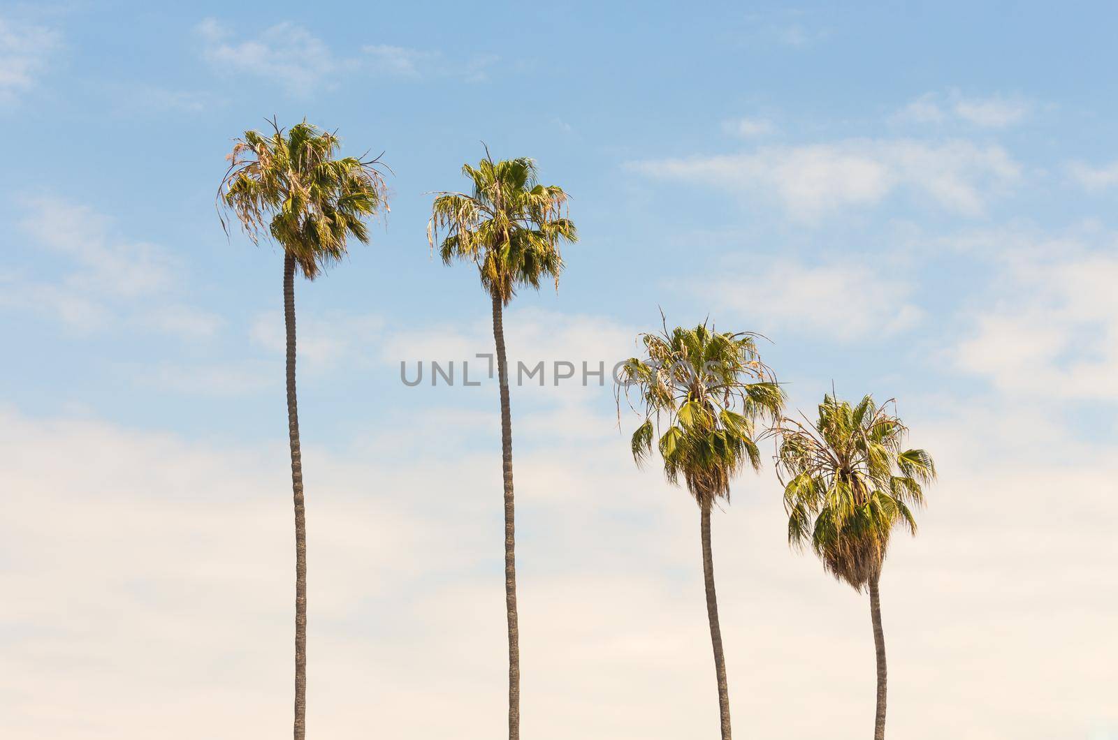 Palm trees on blue sky background