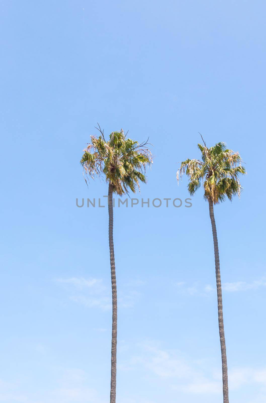 Palm trees on blue sky background