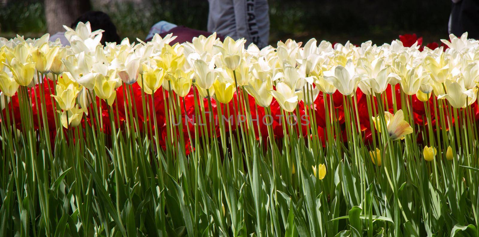 Blooming tulips  flowers in  as  floral plant  background