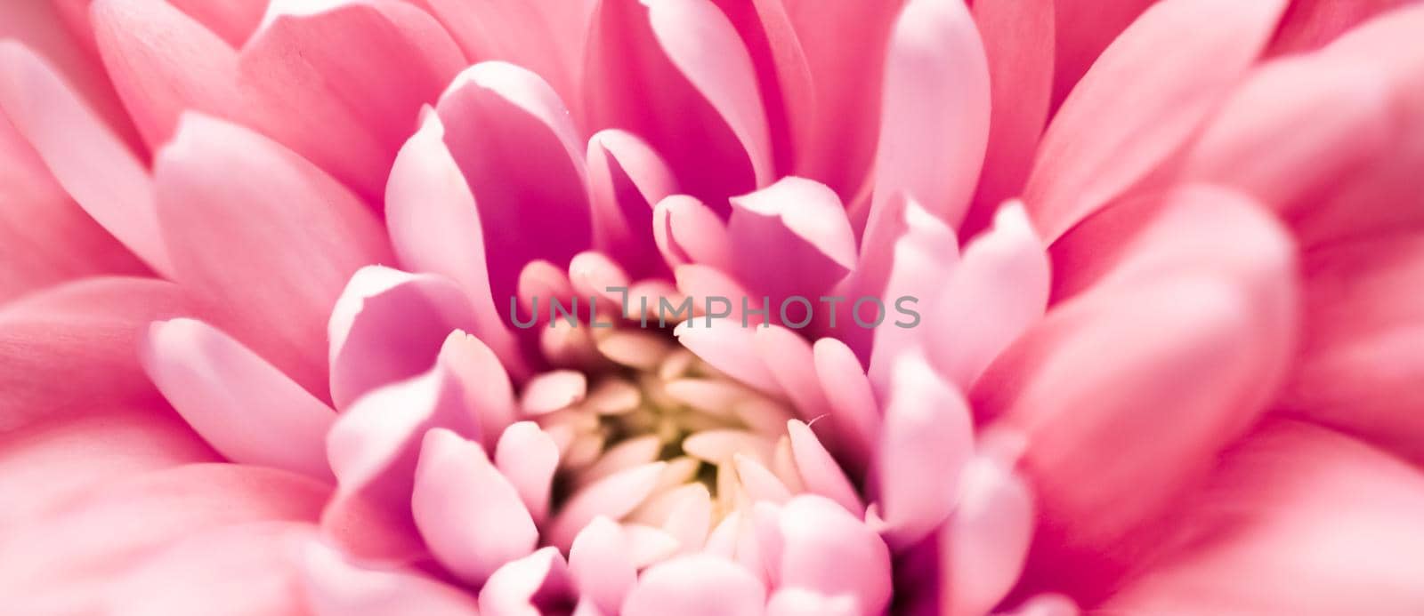 Flora, branding and love concept - Coral daisy flower petals in bloom, abstract floral blossom art background, flowers in spring nature for perfume scent, wedding, luxury beauty brand holiday design