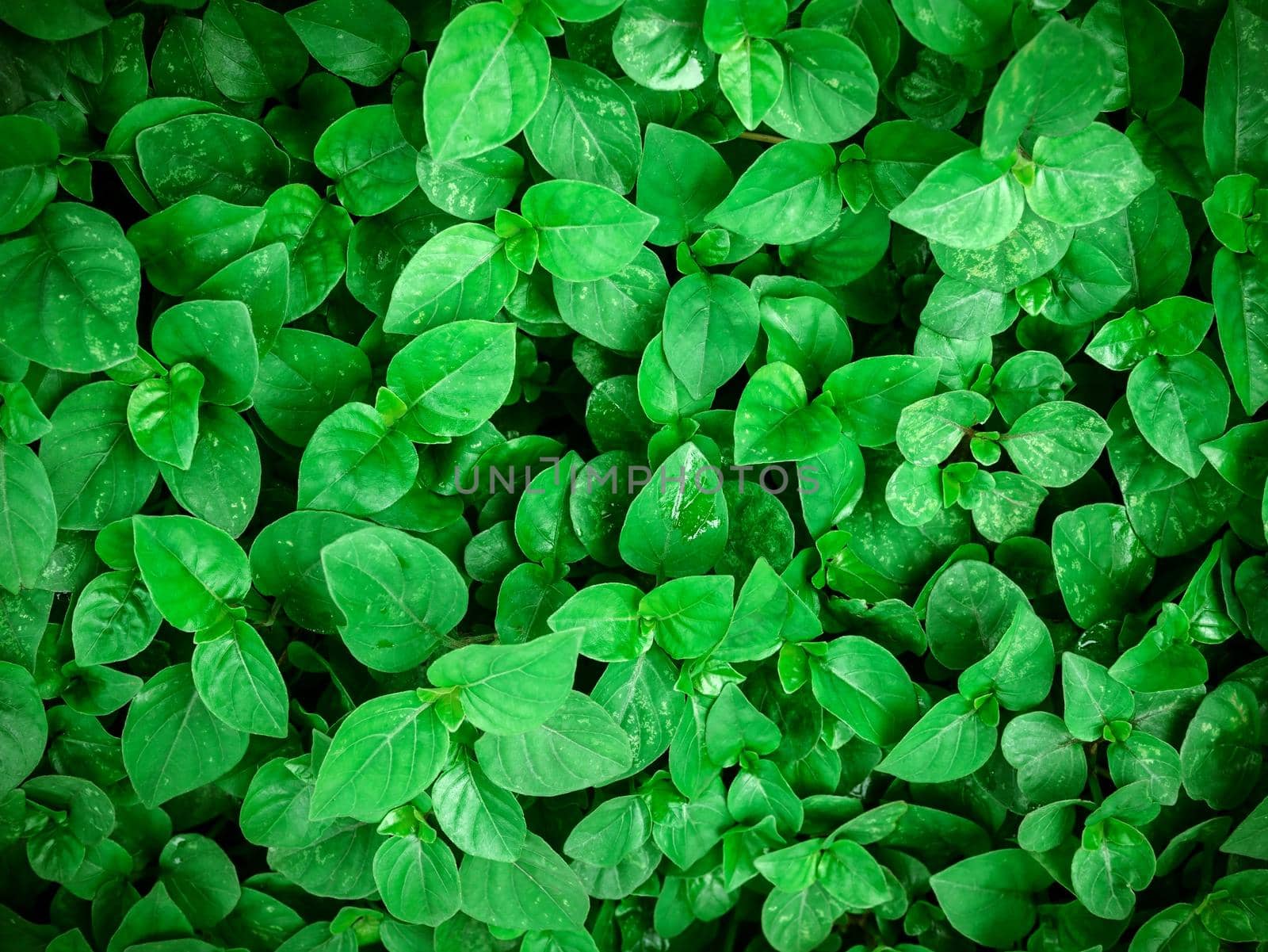 Close-up group of green laves of plant, abstract background texture and nature concepts.