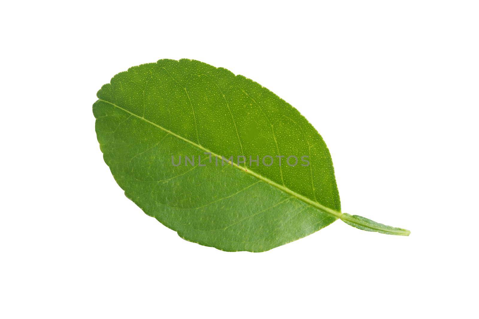 Fresh green leaf isolate on white background with clipping path.