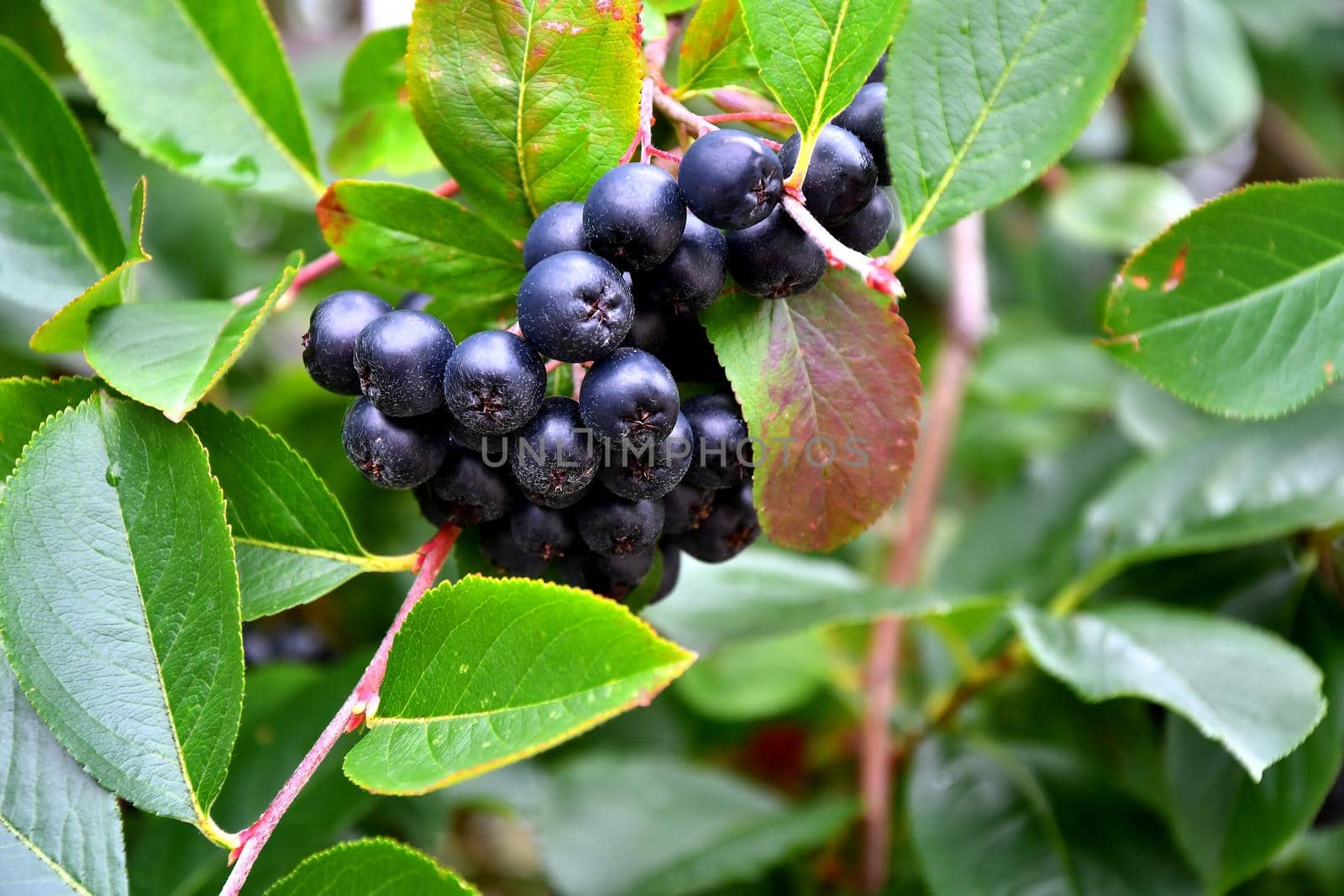 ripe Aronia berries on a tree in Germany by Jochen