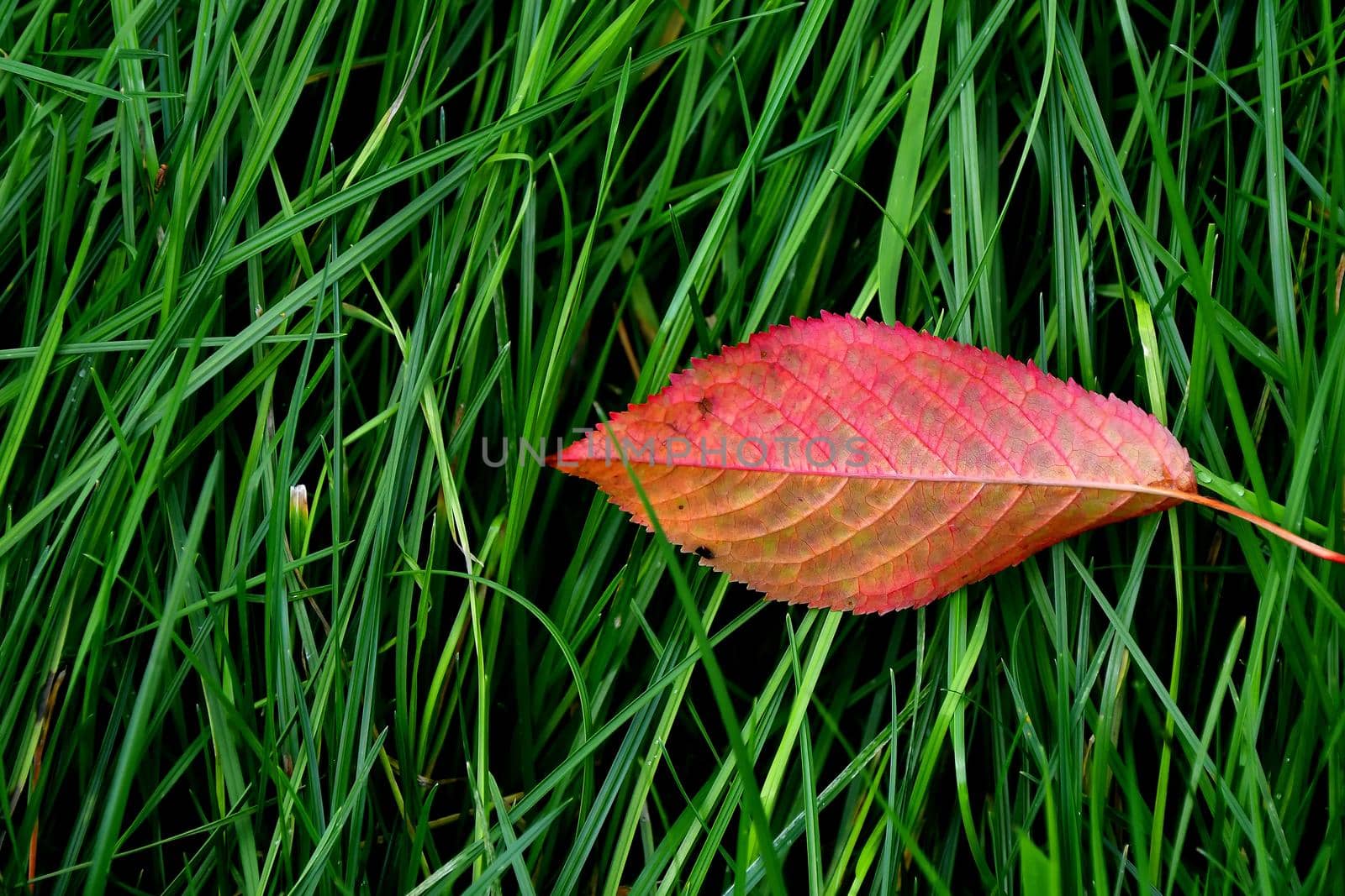 autumnal colored beech leaf in a green meadow by Jochen