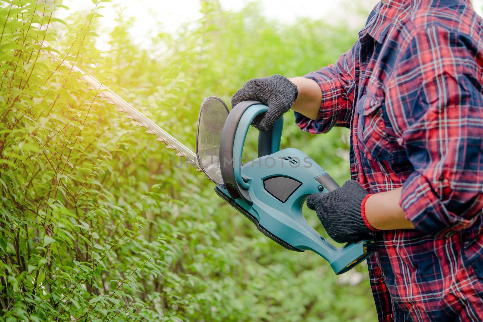 Gardener holding electric hedge trimmer to cut the treetop in garden. Hobby planting home garden.