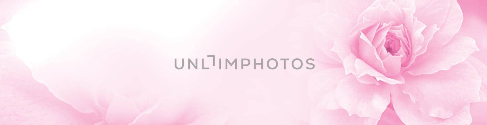 Pastel Pink red rose beautiful spring flower bloom branch vintage background with free copy space for greeting card or environment cover page, template, web banner and header.