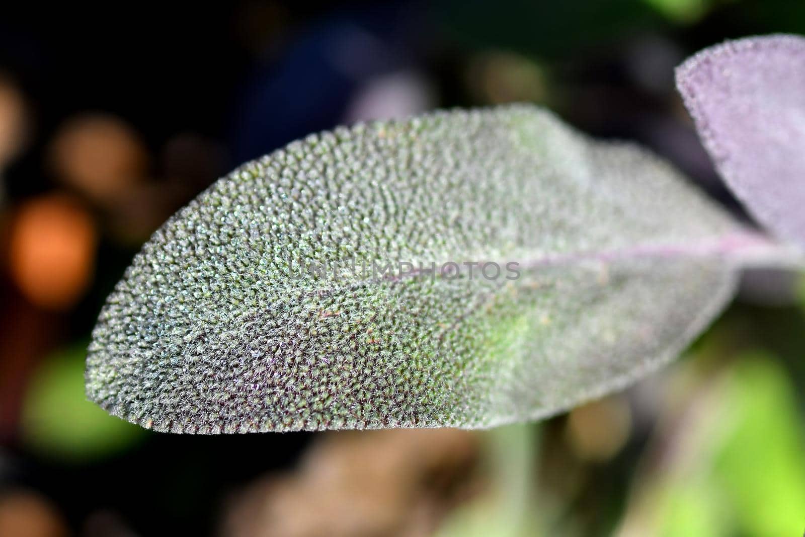 sage, medicinal plant with leaf by Jochen
