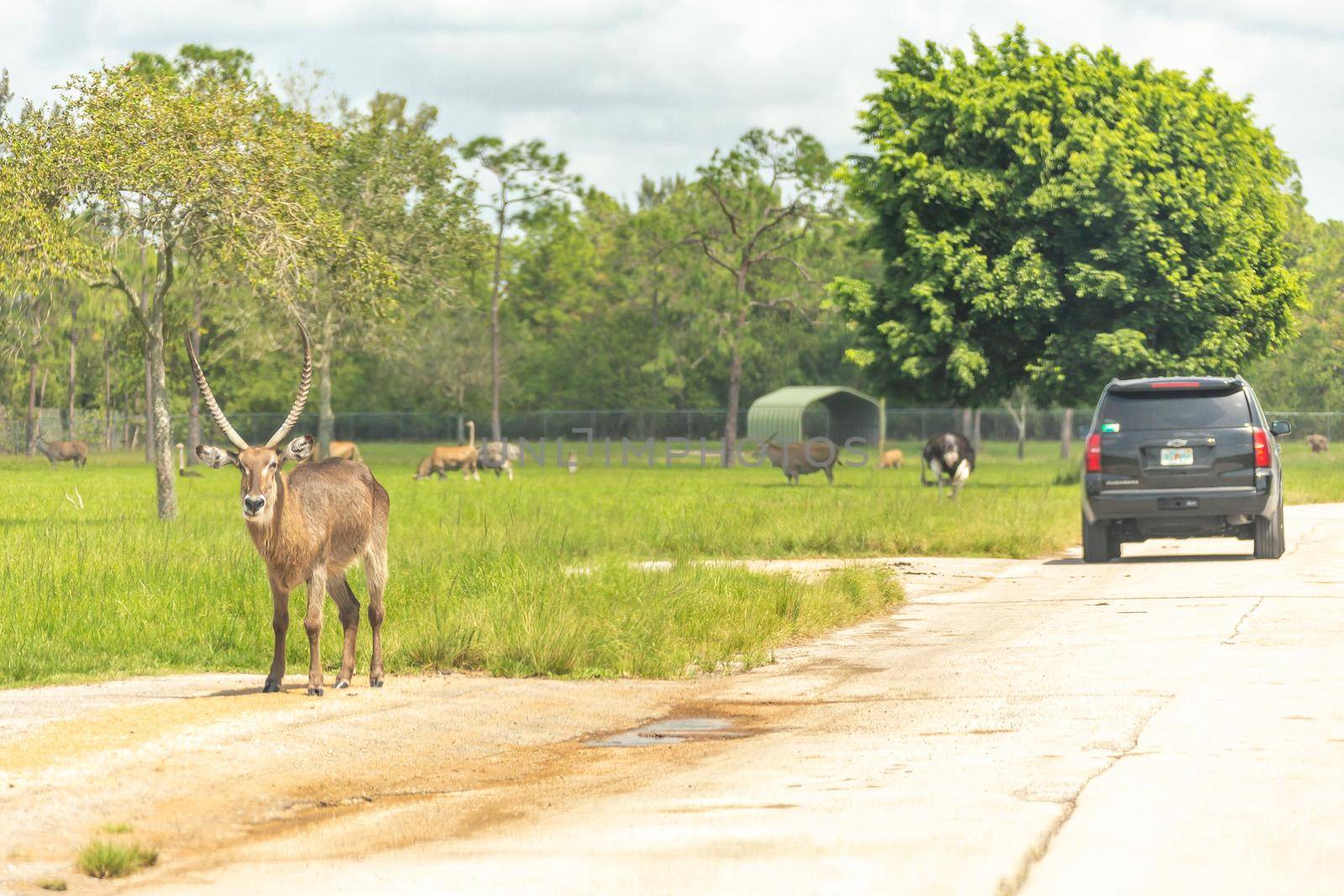 Florida, USA - September 19, 2019: Lion Country Safari drive through park in West Palm Beach Florida. Cars driving near animals in zoo