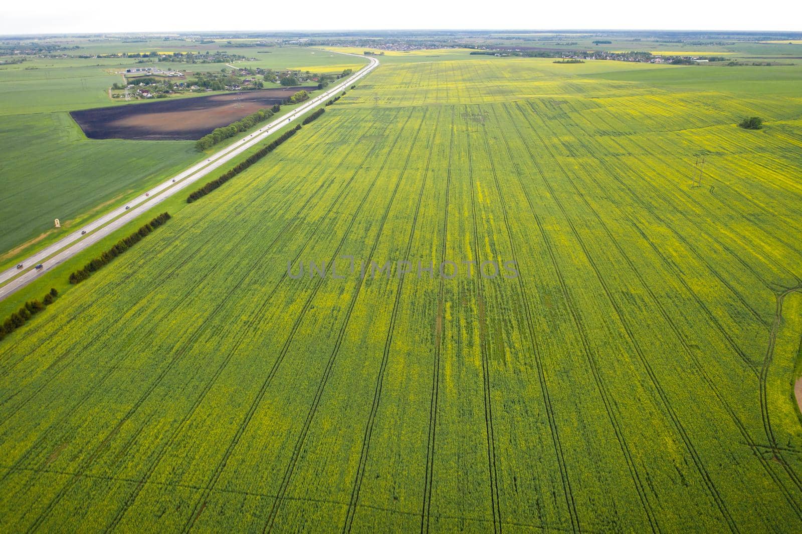 Top view of the sown green in Belarus.Agriculture in Belarus.Texture by Lobachad