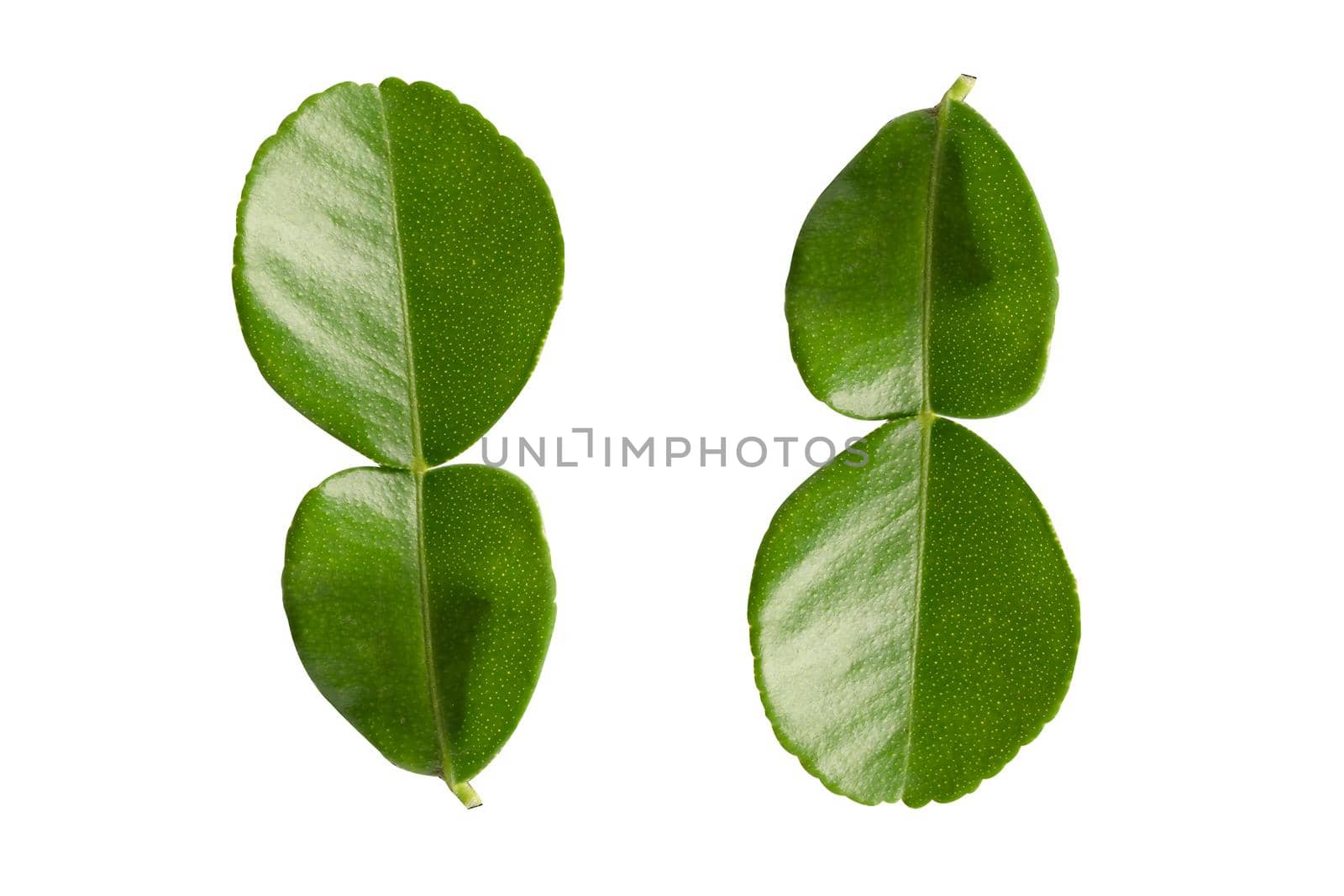 Fresh bergamot leaf or kaffir lime isolate on white background with clipping path, vegetable herb for cooking and health.
